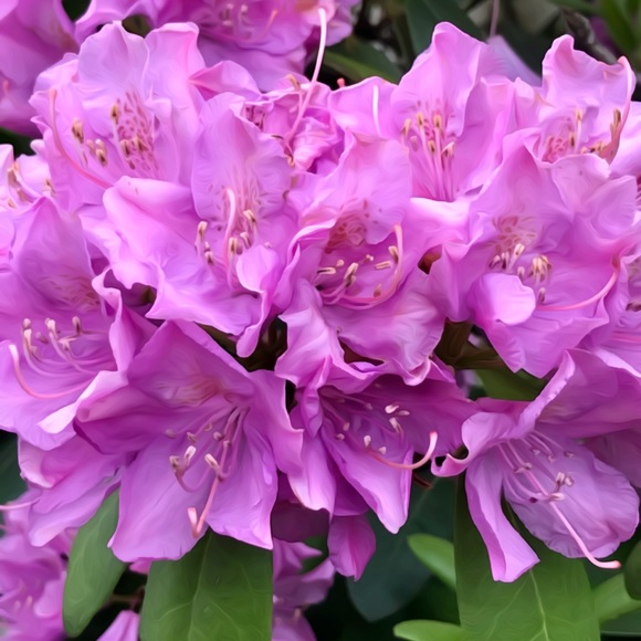 In October, I wear Pink. 💕In October, WE wear pink. 🌸💞 - Picture 8 of 8